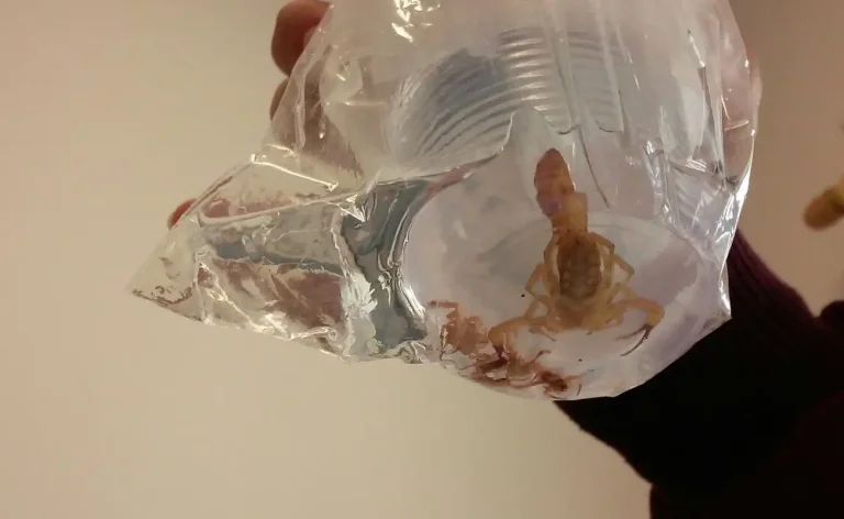 Acidentes com escorpião somam mais de 202 mil notificações em