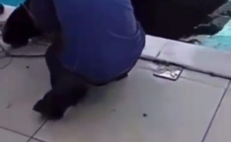 Cavalo na Piscina em Posse