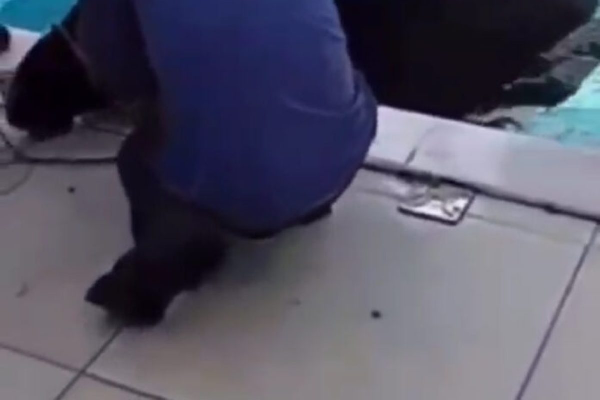 Cavalo na Piscina em Posse