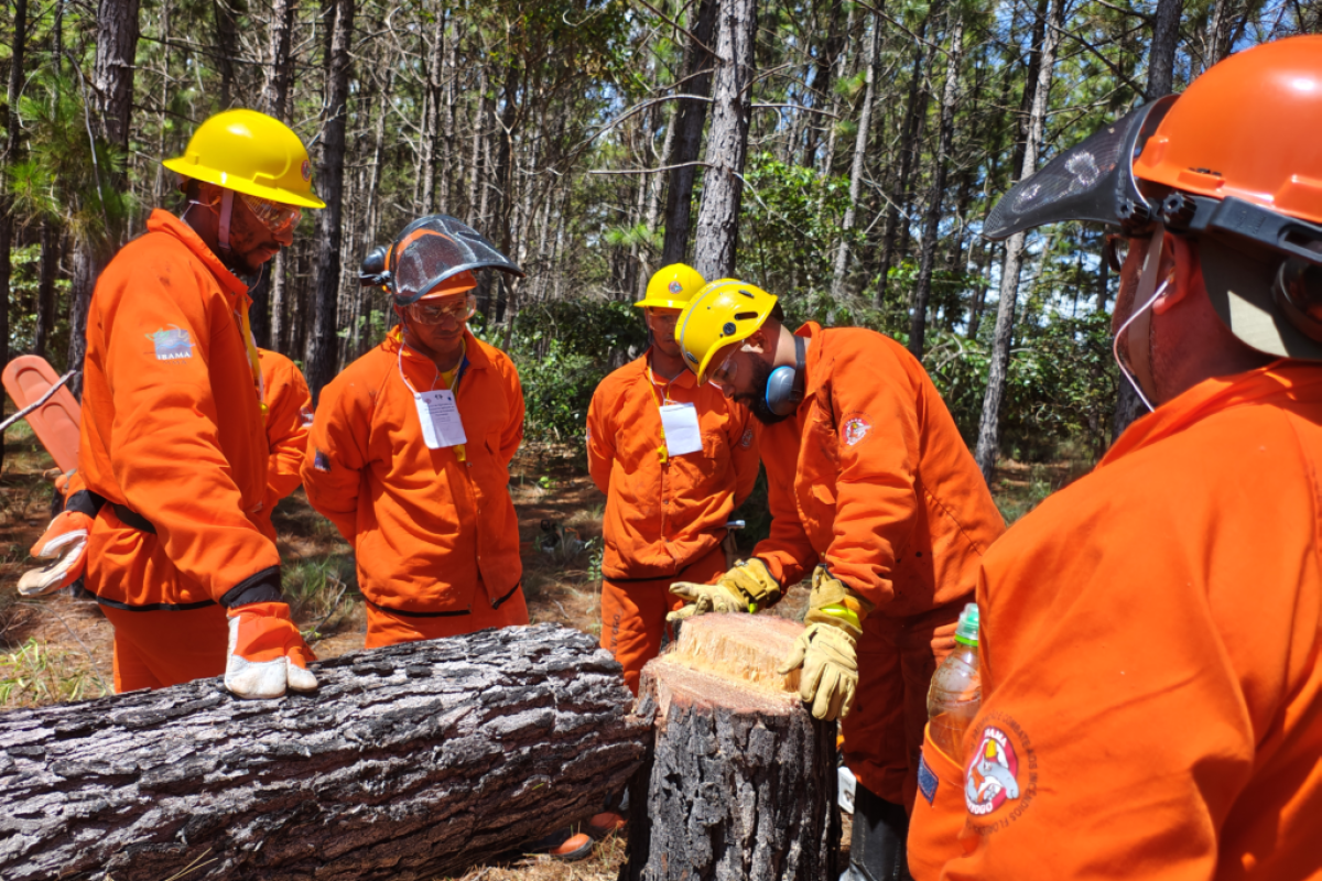 Kalungas Terinamento Florestal
