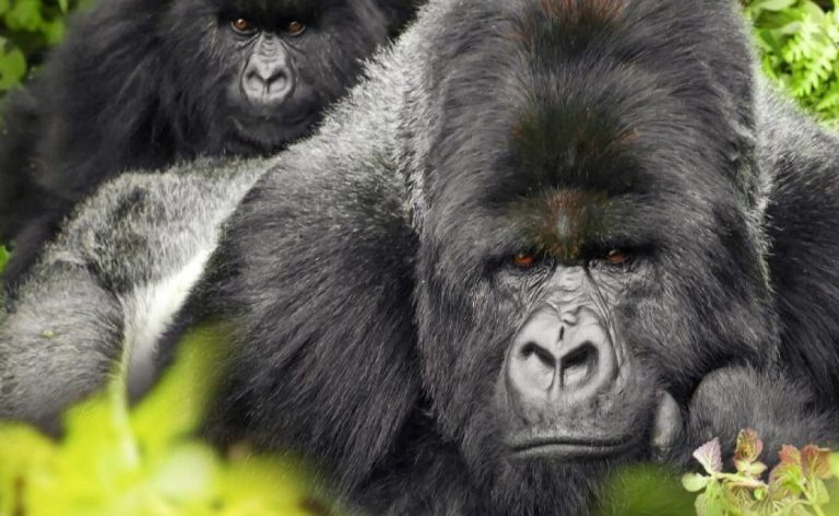 UE investiga criadora do Gorilla Glass por manipulação de mercado • Legislação • Tecnoblog