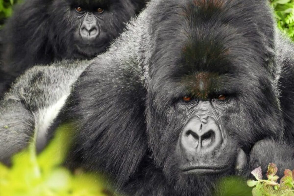 UE investiga criadora do Gorilla Glass por manipulação de mercado UE investiga criadora do Gorilla Glass por manipulação de mercado • Legislação • Tecnoblog