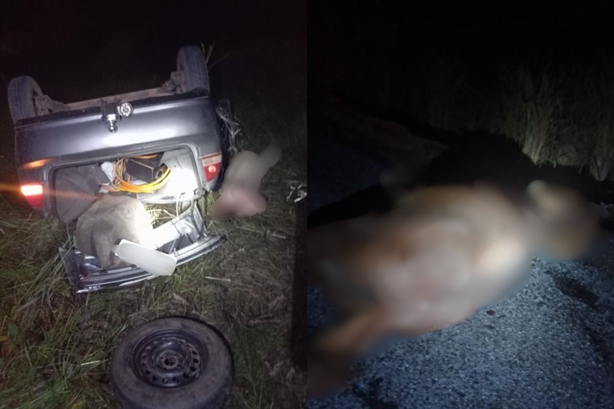 atropelou-cavalo atropelou-cavalo